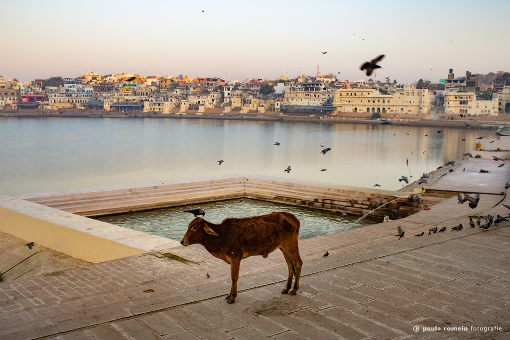 2018-India-2490.jpg