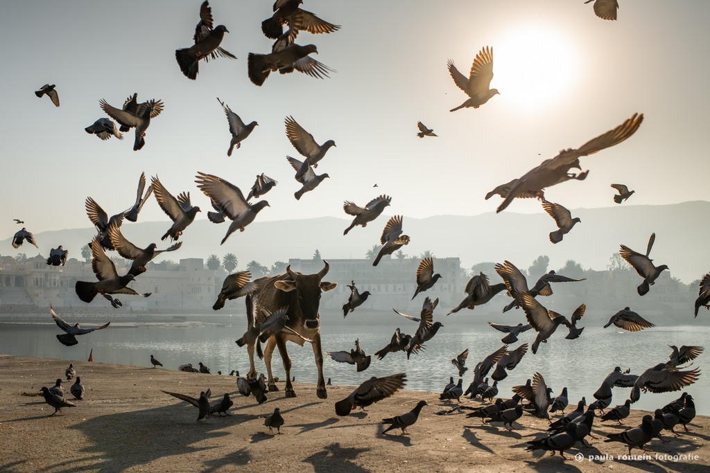 2018-India-2578.jpg