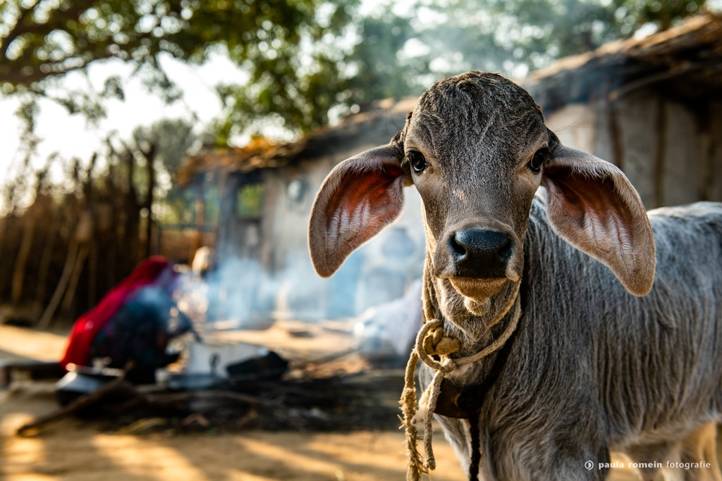 2018-India-3211.jpg
