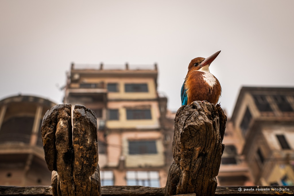 2018-India-0701.jpg