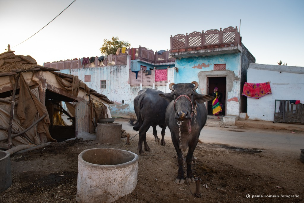 2018-India-1605.jpg