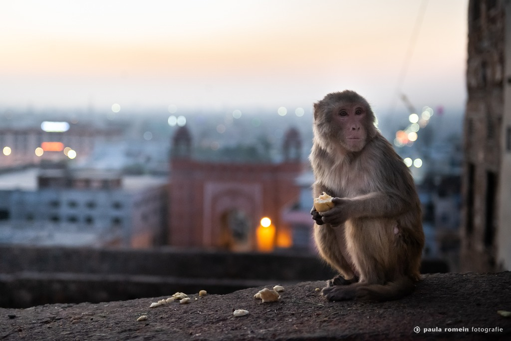 2018-India-1824.jpg