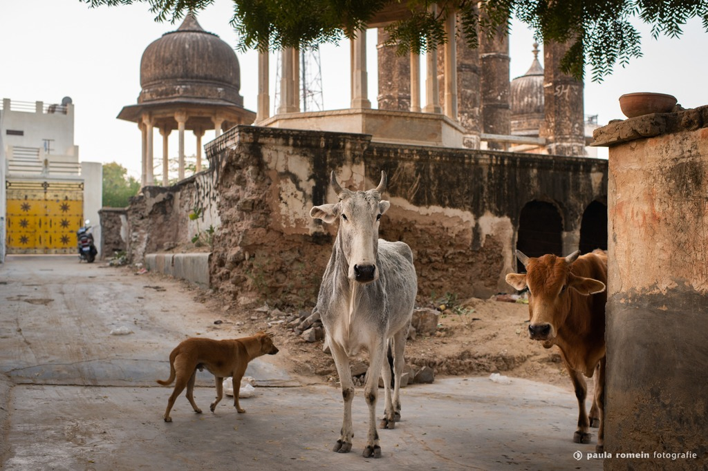 2018-India-7527.jpg