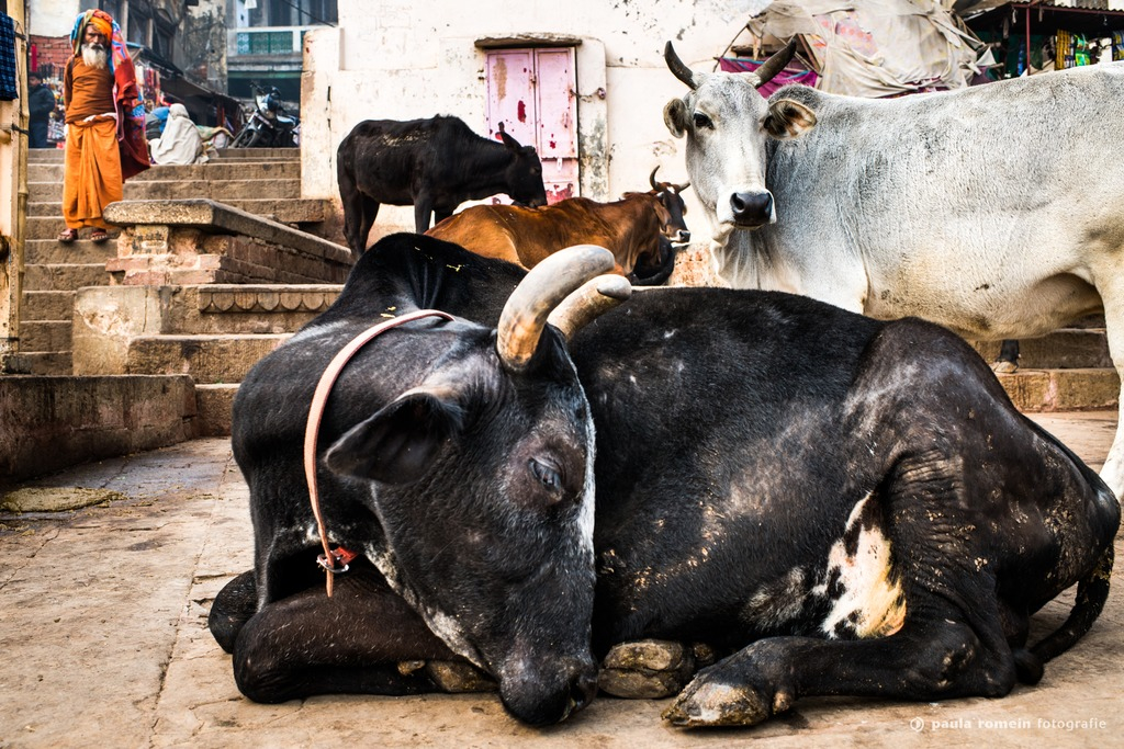 2018-India-0123.jpg
